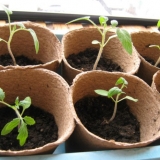 Kada sijati paradajz za rasad po lunarnom kalendaru 2021